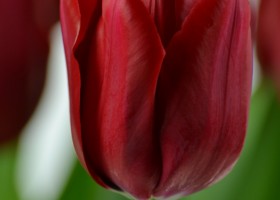 Tulipa Ile de France (5)