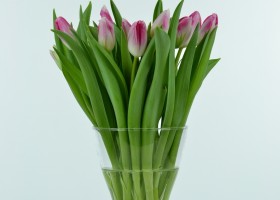 Tulipa Innuendo (1)