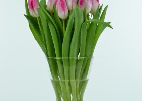 Tulipa Innuendo (2)
