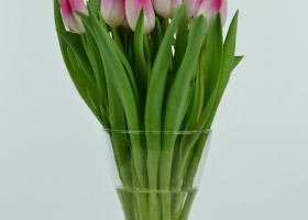 Tulipa Innuendo (3)