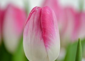 Tulipa Innuendo (4)
