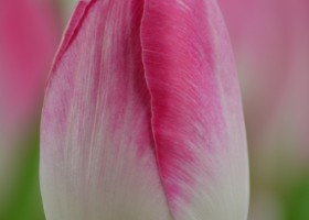 Tulipa Innuendo (5)