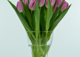 Tulipa Jordan (2)