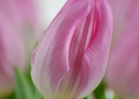 Tulipa Jordan (5)