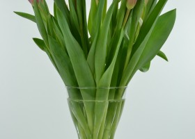 Tulipa Jumbo Pink (1)