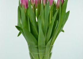 Tulipa Jumbo Pink (2)