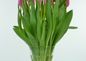 Tulipa Jumbo Pink (3)