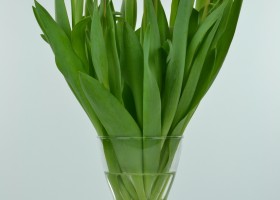 Tulipa Jumbo Pink (4)