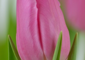 Tulipa Jumbo Pink (5)