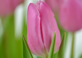 Tulipa Jumbo Pink (6)