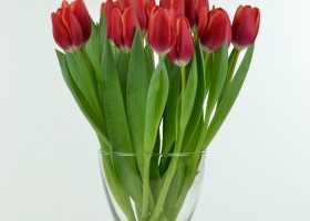 Tulipa Kung Fu (1)