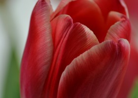 Tulipa Kung Fu (4)