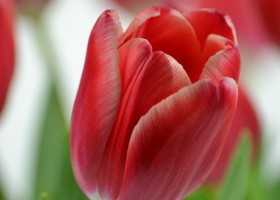 Tulipa Kung Fu (5)