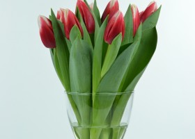 Tulipa L-2-6 (1)