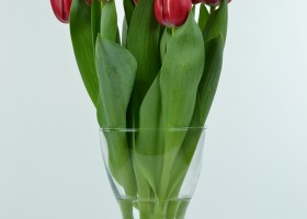 Tulipa L-2-6 (5)