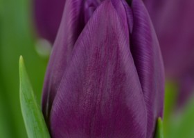 Tulipa Laptop (4)