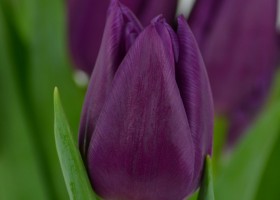 Tulipa Laptop (5)