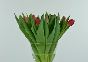 Tulipa Largo (1)