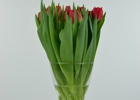 Tulipa Largo (2)