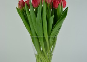Tulipa Largo (3)