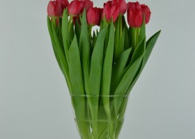 Tulipa Largo (4)