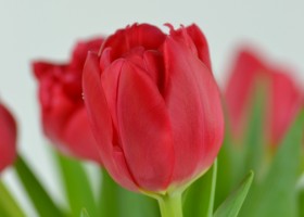Tulipa Largo (6)