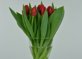 Tulipa Laura Fygi (1)