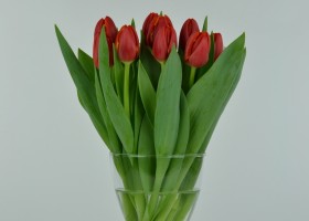 Tulipa Laura Fygi (2)