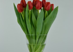 Tulipa Laura Fygi (3)