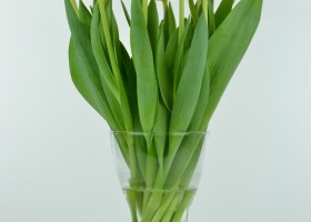 Tulipa Laura Fygi (4)