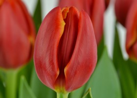 Tulipa Laura Fygi (5)