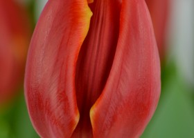 Tulipa Laura Fygi (6)