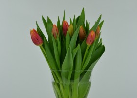 Tulipa Leen van der Mark (1)