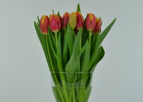 Tulipa Leen van der Mark (2)