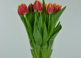 Tulipa Leen van der Mark (3)