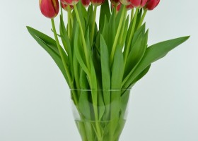 Tulipa Leen van der Mark (4)