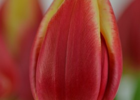 Tulipa Leen van der Mark (5)