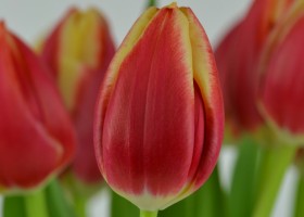 Tulipa Leen van der Mark (6)