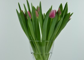 Tulipa Leo Visser (1)