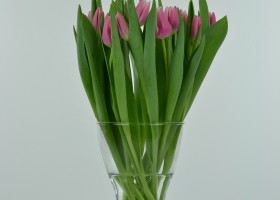 Tulipa Leo Visser (2)