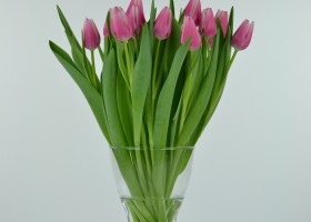 Tulipa Leo Visser (3)