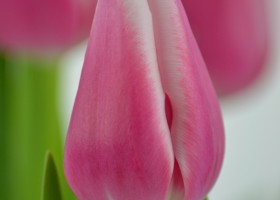 Tulipa Leo Visser (4)