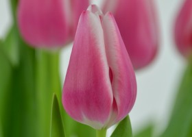 Tulipa Leo Visser (5)
