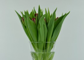 Tulipa Lion King (1)