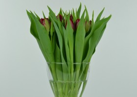 Tulipa Lion King (2)