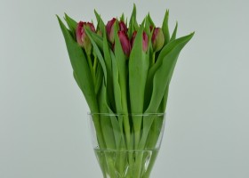 Tulipa Lion King (3)