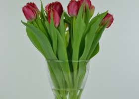 Tulipa Lion King (4)