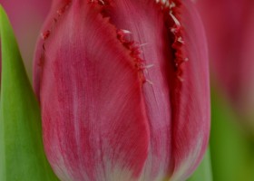 Tulipa Lion King (5)