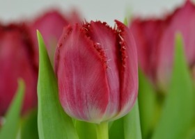 Tulipa Lion King (6)