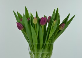 Tulipa Margarita (1)